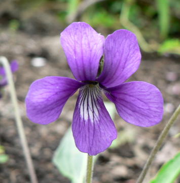 跡見群芳譜(野草譜 スミレ)